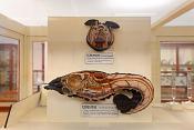 museum de histoire naturelle rouen 8-2021 9519
